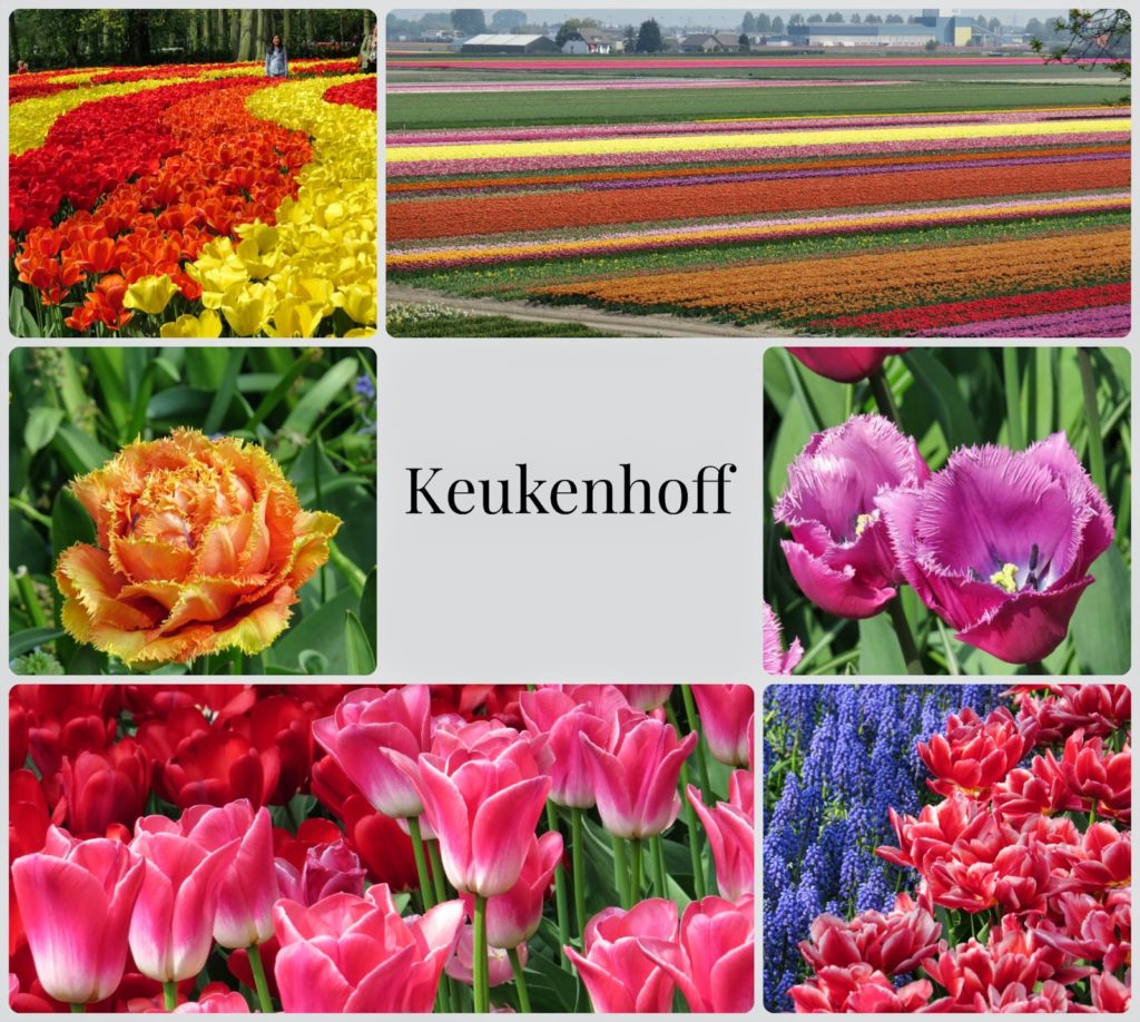tulipanes en Keukenhof