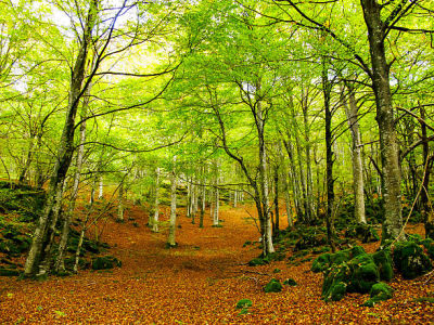 Bosques Hayedos sierra de Aralar