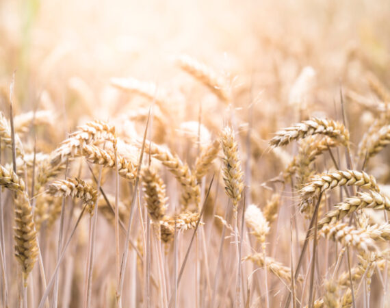 Sensibilidad al gluten no celíaca