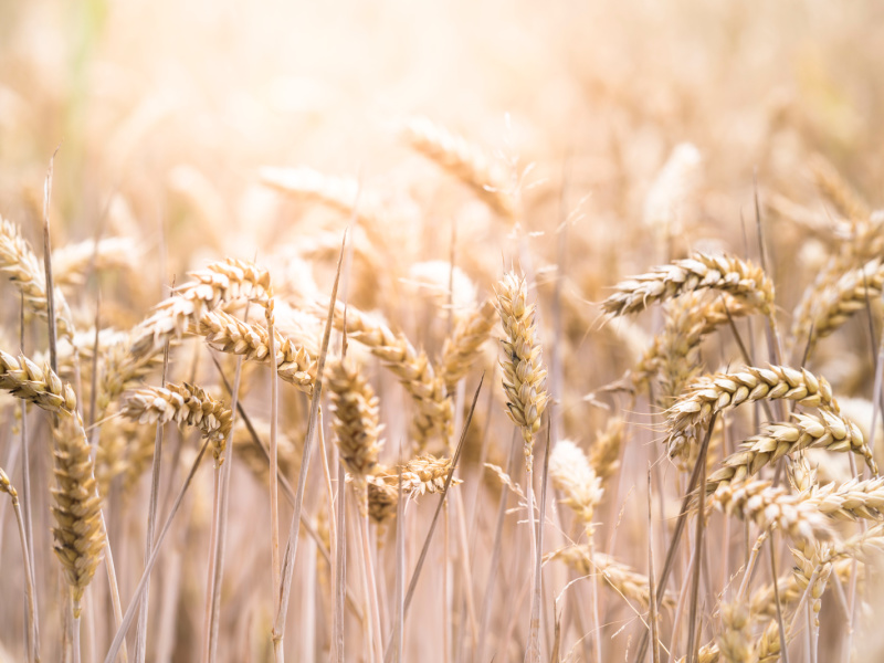 Sensibilidad al gluten no celíaca