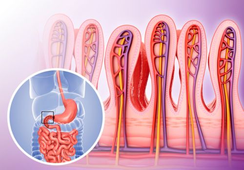 Gluten y vellosidades intestinales